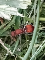 Pseudomethoca sanbornii