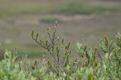 Salix pulchra