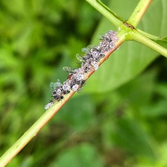 Aphis cephalanthi
