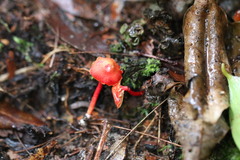 Pseudohygrocybe