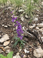 Penstemon neomexicanus