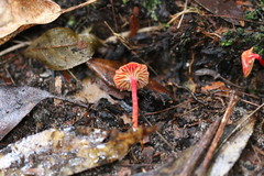 Pseudohygrocybe