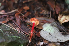 Pseudohygrocybe