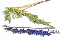 Delphinium distichum