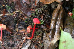 Pseudohygrocybe