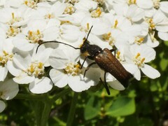 Anastrangalia sanguinea