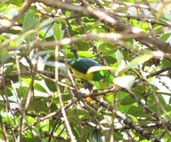 Chlorophonia cyanea