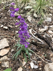 Penstemon neomexicanus