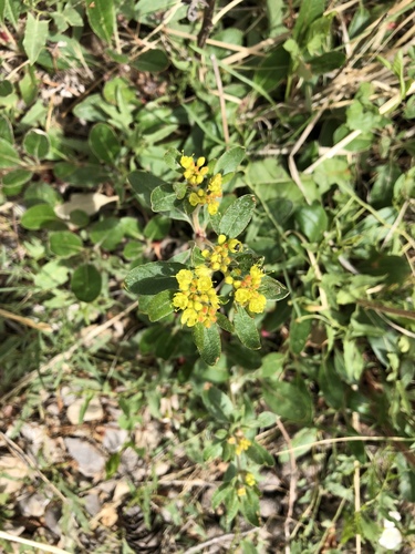 Eriogonum wootonii