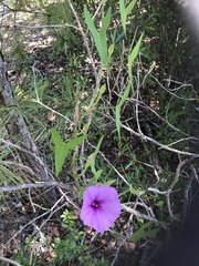 Ipomoea sagittata