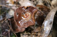 Thaxterogaster submagellanicus