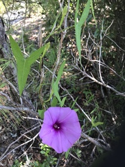 Ipomoea sagittata