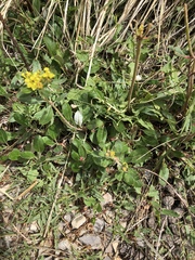 Eriogonum wootonii