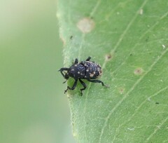Tyloderma foveolatum