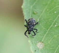 Tyloderma foveolatum