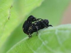 Tyloderma foveolatum