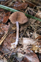 Thaxterogaster submagellanicus