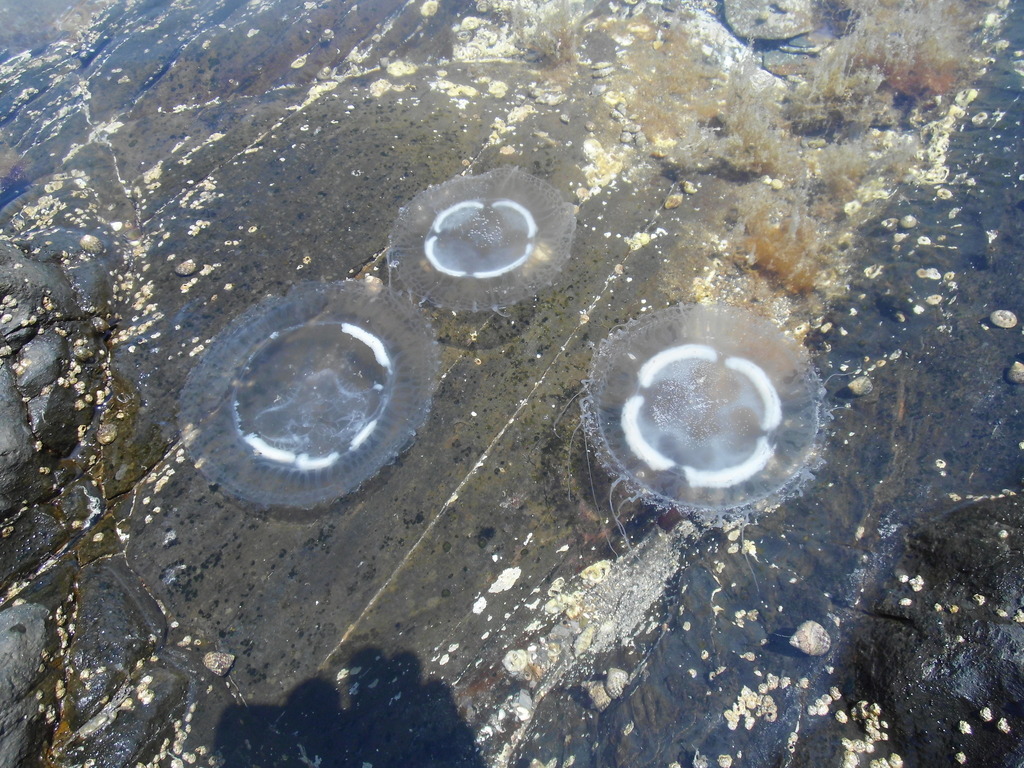 Discomedusa