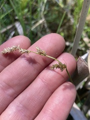 Carex prairea