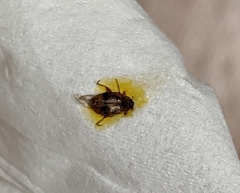 Orchestes steppensis