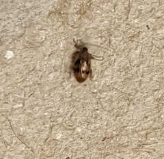 Orchestes steppensis