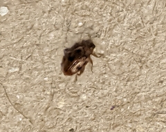 Orchestes steppensis