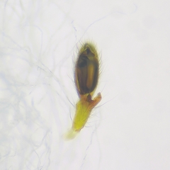 Pristidia cervicornuta