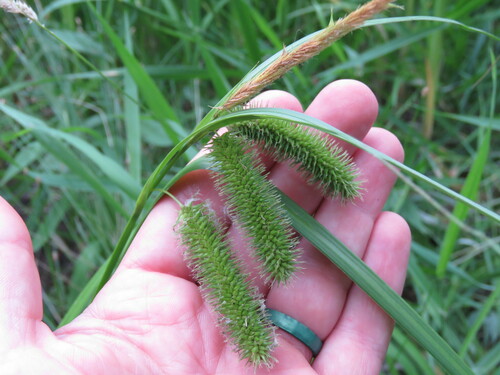 Bristly sedge (Carex comosa)