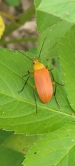 Cistelina