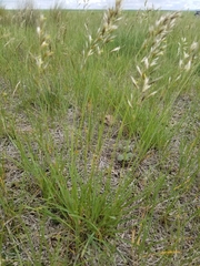 Danthonia intermedia