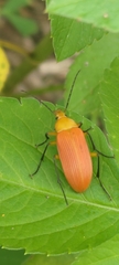 Cistelina