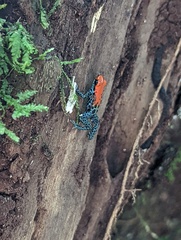 Ranitomeya reticulata