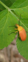 Cistelina