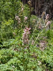 Corydalis caseana