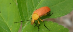 Cistelina