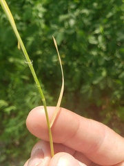 Alopecurus aequalis