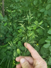 Bromus inermis