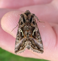 Autographa sansoni