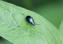 Altica oleracea