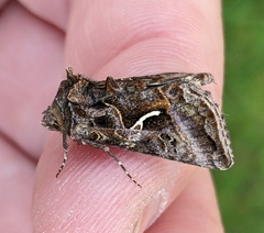 Autographa sansoni