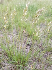 Danthonia intermedia