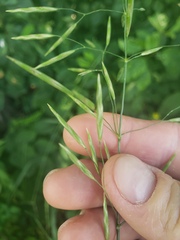 Bromus inermis