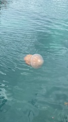 Nemopilema nomurai