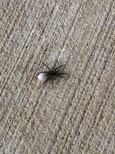 Ontario Thin-legged Wolf Spider