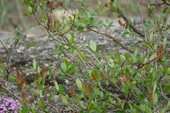 Salix pulchra