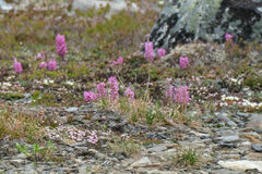 Pedicularis lanata