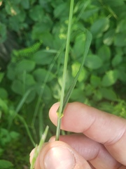 Bromus inermis