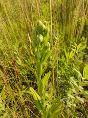 Platanthera praeclara