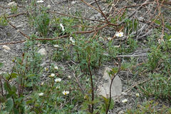 Anemonastrum sibiricum
