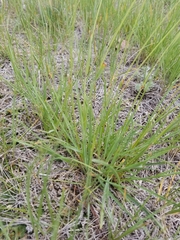 Danthonia intermedia